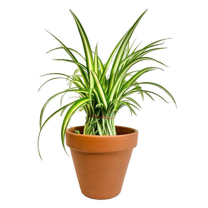 Italian Terra Cotta Clay Planters (2.5" - 12") - Geoponics Inc