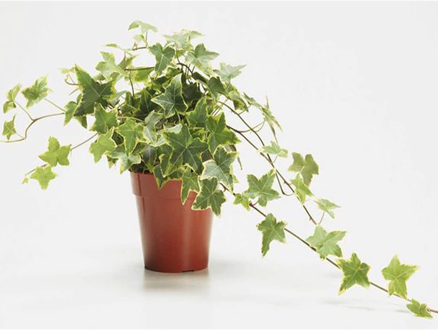 ivy house plants pictures English Ivy – Plant Club