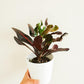 Croton (3.5" / 6" / 10" Grower Pots) - Geoponics Inc