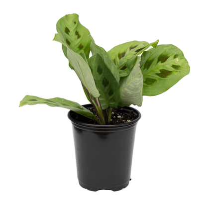 Prayer Plant (Foliage Green leaves)