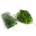Spanish Moss