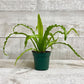 4" Birds Nest Fern (Assorted) - Plant Club | Geoponics