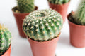 Baby Spiky Cactus 1.5" (Single)