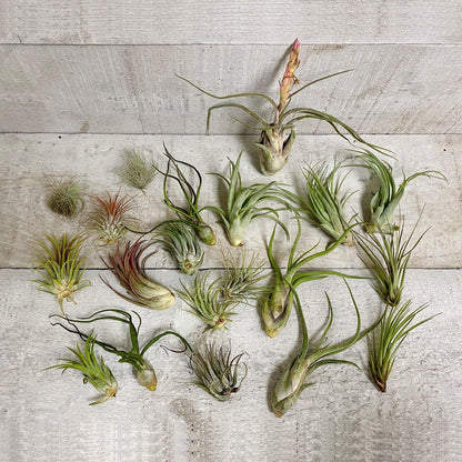 Deluxe Air Plant Bundle (Assorted) - Geoponics Inc