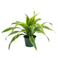 Dracaena Lemon Lime
