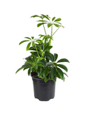 Arboricola Scheff