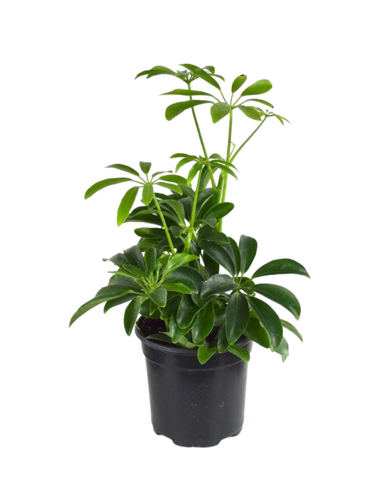Arboricola Scheff