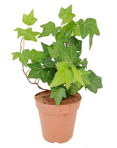 English Ivy – Trailing Air-Purifying Plant