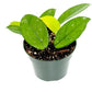 Silver Satin Pothos