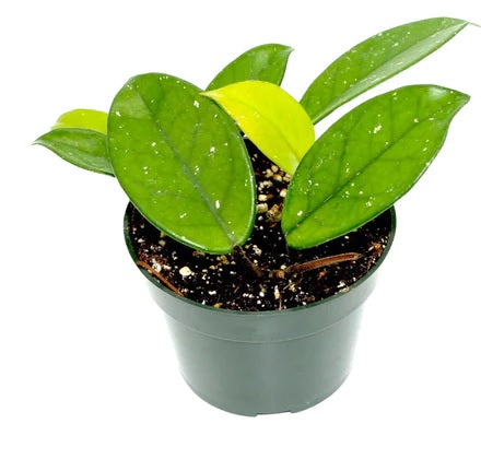 Silver Satin Pothos