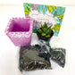 Happy Haworthia DIY Box