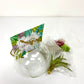 Hanging Terrarium DIY Plant Gift Box