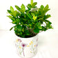 Gardenia (6”Grower Pot)