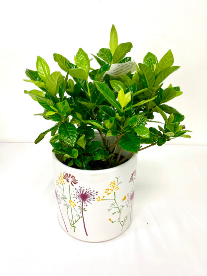 Gardenia (6”Grower Pot)