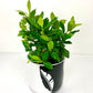 Gardenia (6”Grower Pot)