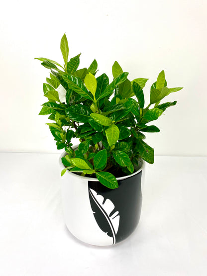 Gardenia (6”Grower Pot)