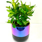 Gardenia (6”Grower Pot)