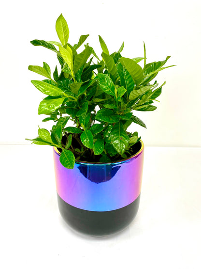 Gardenia (6”Grower Pot)