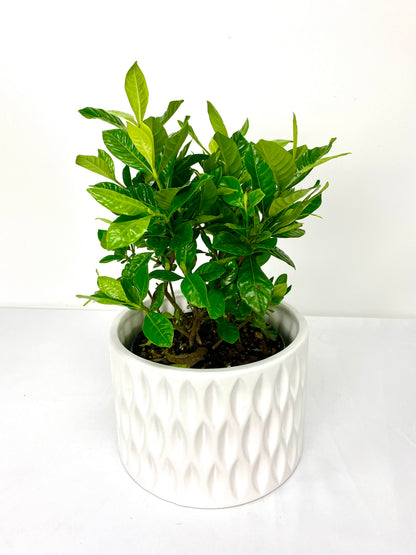 Gardenia (6”Grower Pot)