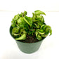 6" Hoya Hindu Rope in growing pot