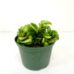 6" Hoya Hindu Rope in growing pot