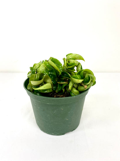 6" Hoya Hindu Rope in growing pot