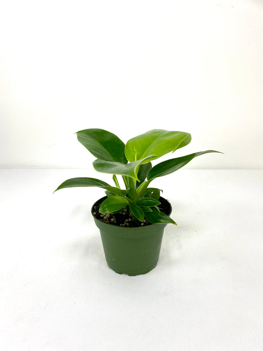 4" Philodendron Green