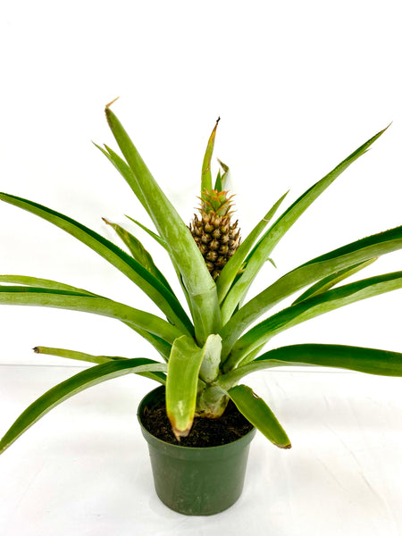 little pineapple plant Pineapple Plant (grower pot) – Plant Club