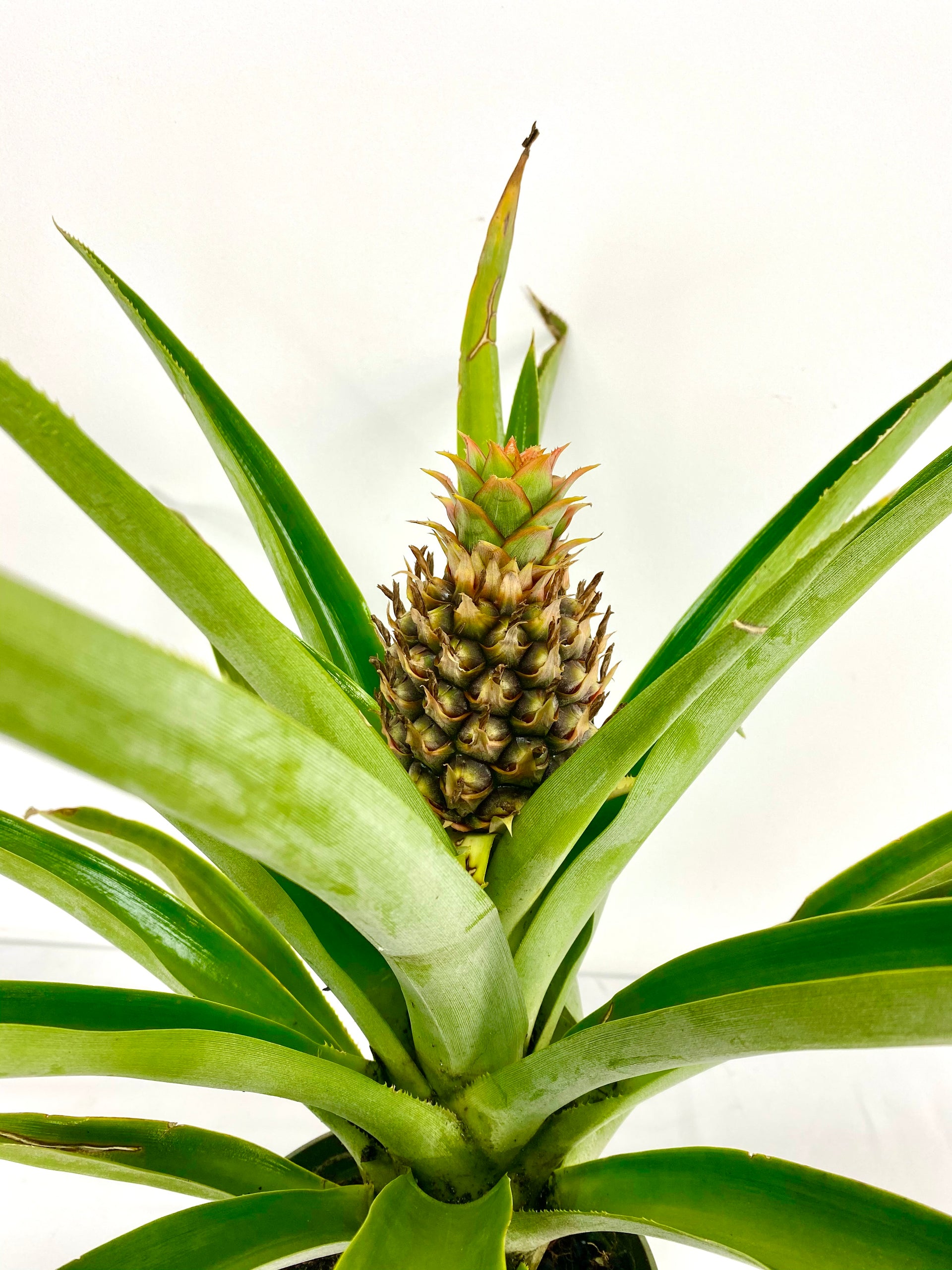 pineapple plant mini Pineapple Plant (grower pot) – Plant Club