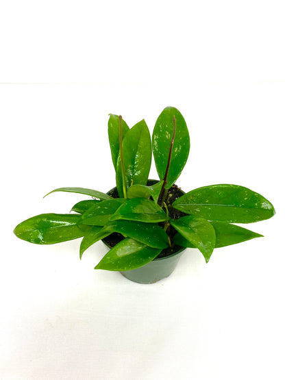 4" Hoya Assorted