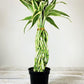 4" Lucky Bamboo Elegant Twist ( Assorted) - Plant Club | Geoponics
