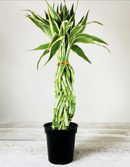 4" Lucky Bamboo Elegant Twist ( Assorted) - Plant Club | Geoponics