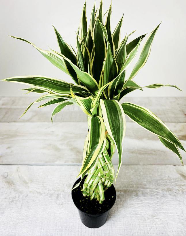 lucky bamboo vancouver Lucky Bamboo Elegant Twist – Plant Club