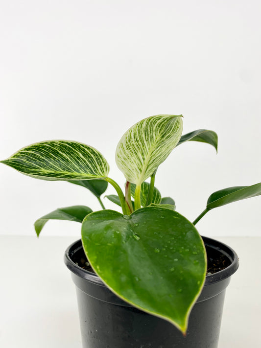 Philodendron Birkin