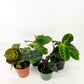 CALATHEA FAMILY ASSORTED