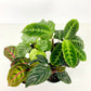 CALATHEA FAMILY ASSORTED