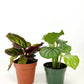 CALATHEA FAMILY ASSORTED