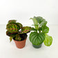 CALATHEA FAMILY ASSORTED
