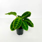 CALATHEA FAMILY ASSORTED