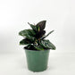 CALATHEA FAMILY ASSORTED