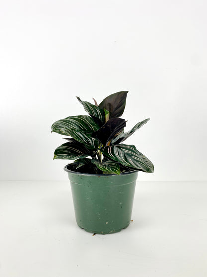 CALATHEA FAMILY ASSORTED