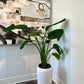 Bird of Paradise with white pot