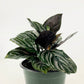 CALATHEA FAMILY ASSORTED