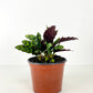 CALATHEA FAMILY ASSORTED