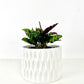 CALATHEA FAMILY ASSORTED
