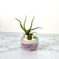 Sand Art Air Plant DIY Plant Gift Box