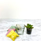 Sand Succulent DIY Plant Gift Box