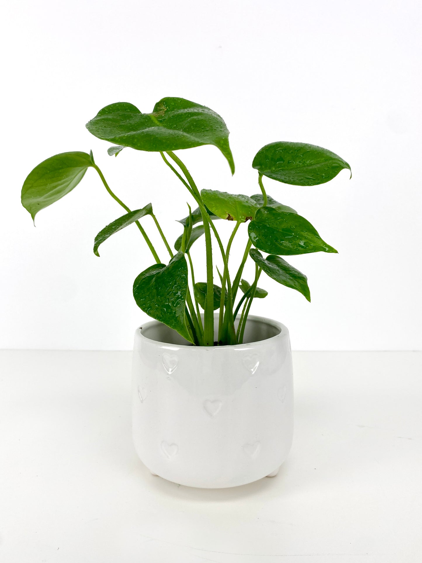 Monstera Deliciosa