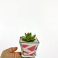 Sand Succulent DIY Plant Gift Box