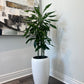 Draceana Green (Vigoro Dracaena Cintho Variegated )in growing pot